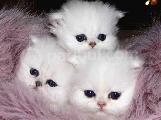 Safkan Sevimli Chincilla görsel