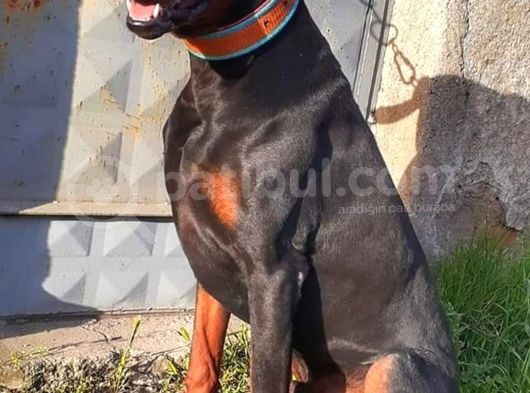 Orjinal King Doberman Yavruları görsel