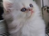 Safkan Sevimli Chincilla