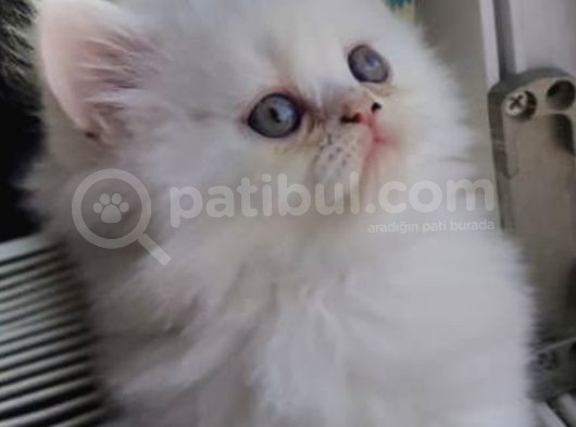 Safkan Sevimli Chincilla görsel