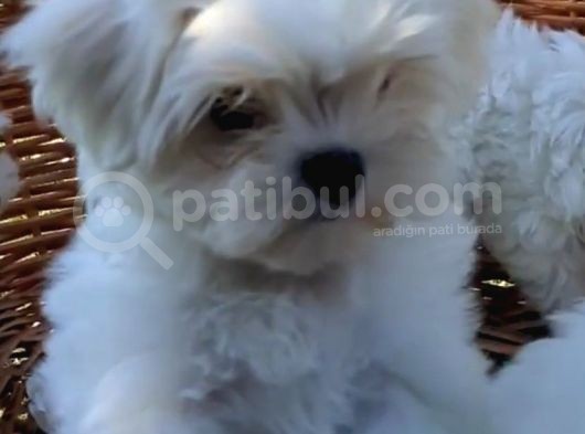 Erkek Maltese