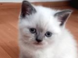 Bri̇ti̇sh Shorthai̇r Bluepoi̇nt Ve Scotti̇sh Fold Bluepoi̇nt  Yavrular