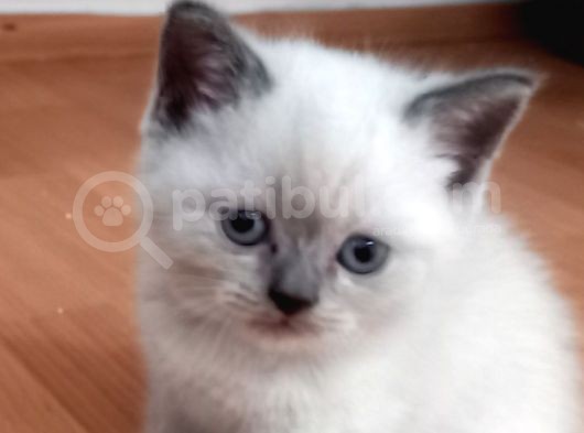 Bri̇ti̇sh Shorthai̇r Bluepoi̇nt Ve Scotti̇sh Fold Bluepoi̇nt  Yavrular görsel