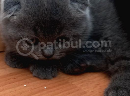 Bri̇ti̇sh Shorthai̇r Bluepoi̇nt Ve Scotti̇sh Fold Bluepoi̇nt  Yavrular görsel