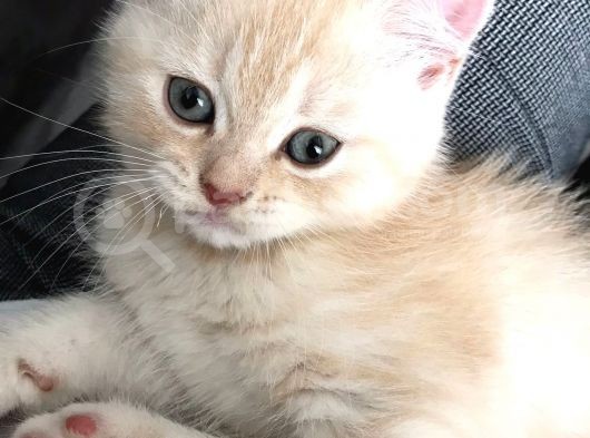 Golden British Shorthair Erkek Bebeğim Ailesini Arıyor
