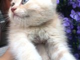 Golden British Shorthair Erkek Bebeğim Ailesini Arıyor
