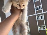 Golden British Shorthair Erkek Bebeğim Ailesini Arıyor