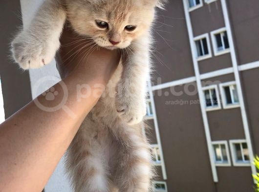 Golden British Shorthair Erkek Bebeğim Ailesini Arıyor görsel