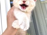 Golden British Shorthair Erkek Bebeğim Ailesini Arıyor