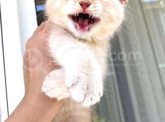 Golden British Shorthair Erkek Bebeğim Ailesini Arıyor görsel