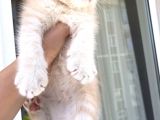 Golden British Shorthair Erkek Bebeğim Ailesini Arıyor