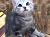 Çok Uyguna Bri̇ti̇sh Si̇lver Çok Özel Di̇şi̇ Ve Erkek Yavrular