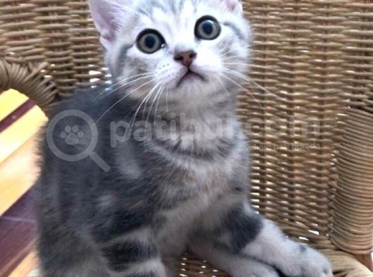 Çok Uyguna Bri̇ti̇sh Si̇lver Çok Özel Di̇şi̇ Ve Erkek Yavrular görsel