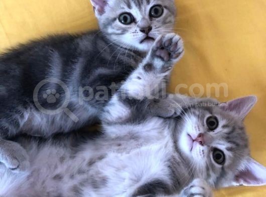 Çok Uyguna Bri̇ti̇sh Si̇lver Çok Özel Di̇şi̇ Ve Erkek Yavrular görsel