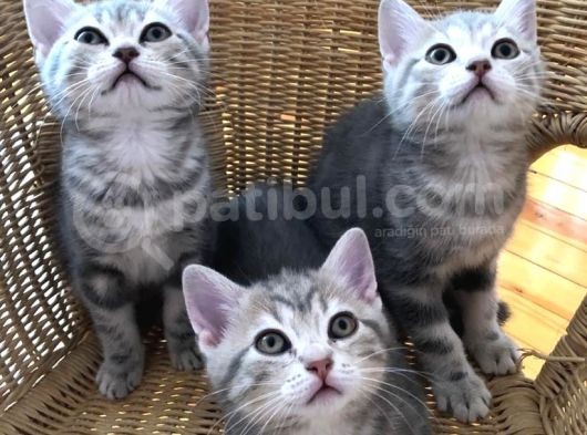 Çok Uyguna Bri̇ti̇sh Si̇lver Çok Özel Di̇şi̇ Ve Erkek Yavrular