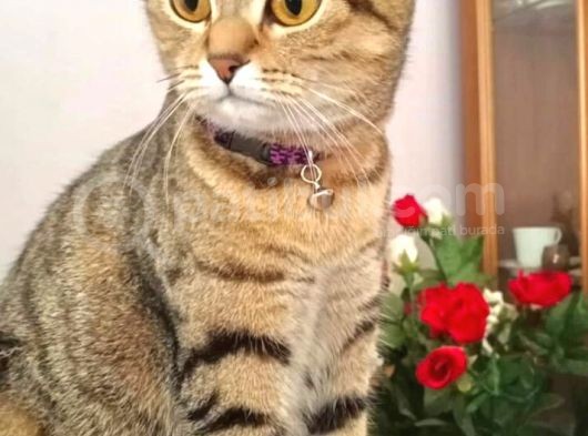 Scottish Fold Ci̇nsi̇ Di̇şi̇ Kedi̇leri̇mi̇ Sahi̇plendi̇ri̇yorum görsel