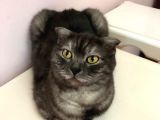 Scottish Fold Ci̇nsi̇ Di̇şi̇ Kedi̇leri̇mi̇ Sahi̇plendi̇ri̇yorum