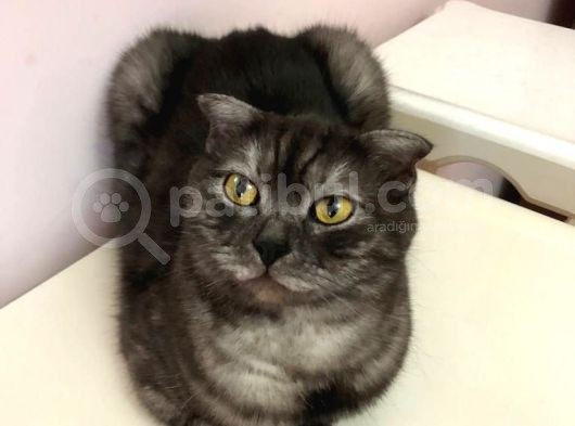 Scottish Fold Ci̇nsi̇ Di̇şi̇ Kedi̇leri̇mi̇ Sahi̇plendi̇ri̇yorum görsel
