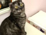 Scottish Fold Ci̇nsi̇ Di̇şi̇ Kedi̇leri̇mi̇ Sahi̇plendi̇ri̇yorum