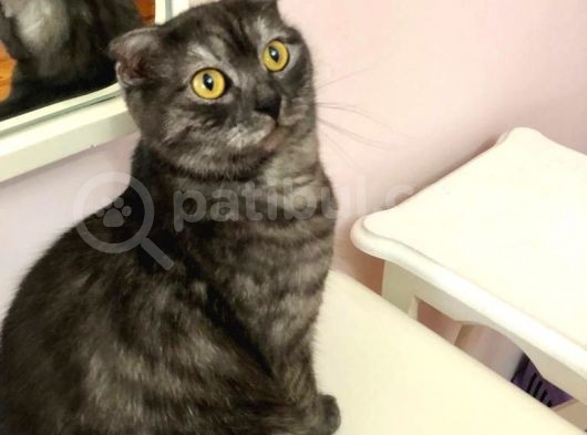 Scottish Fold Ci̇nsi̇ Di̇şi̇ Kedi̇leri̇mi̇ Sahi̇plendi̇ri̇yorum