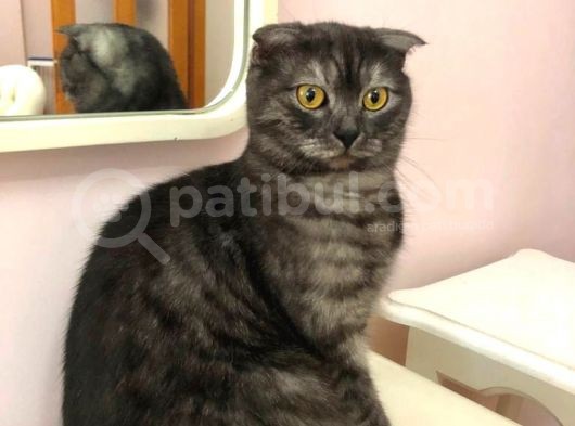 Scottish Fold Ci̇nsi̇ Di̇şi̇ Kedi̇leri̇mi̇ Sahi̇plendi̇ri̇yorum görsel