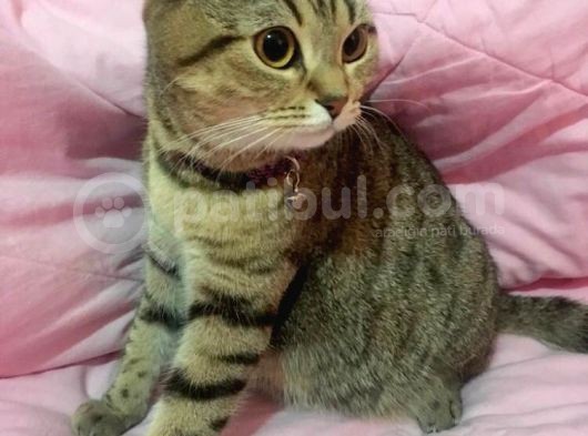 Scottish Fold Ci̇nsi̇ Di̇şi̇ Kedi̇leri̇mi̇ Sahi̇plendi̇ri̇yorum görsel