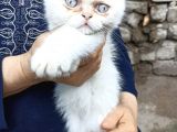 Sevimli Erkek Persian