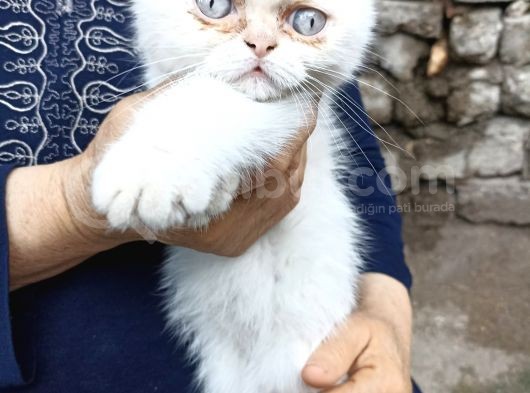 Sevimli Erkek Persian