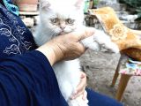 Sevimli Erkek Persian