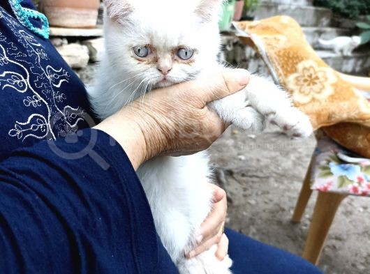 Sevimli Erkek Persian görsel