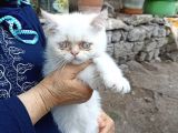 Sevimli Erkek Persian