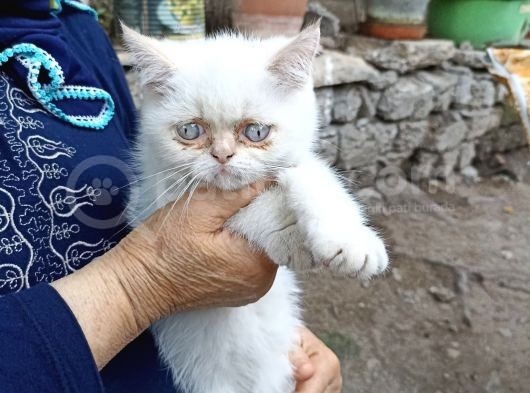 Sevimli Erkek Persian görsel