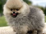 Teddy Face Pomeranian Boo Bebekler
