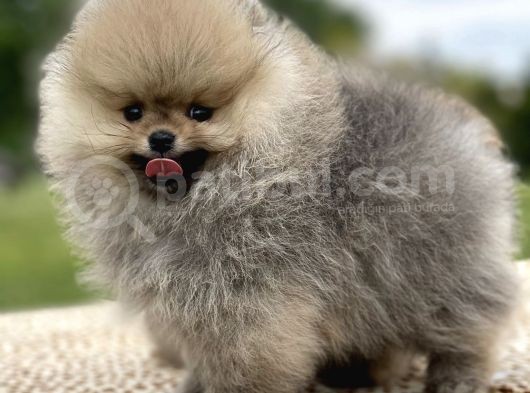 Teddy Face Pomeranian Boo Bebekler görsel