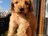 45 Günlük Di̇şi̇ Cockapoo
