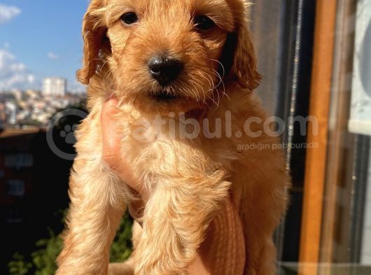 45 Günlük Di̇şi̇ Cockapoo görsel