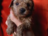 Erkek Toypoodle Bebi̇şler