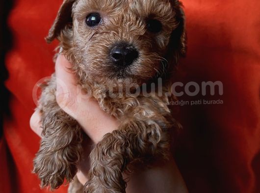 Erkek Toypoodle Bebi̇şler
