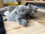 Safkan Scottish Fold Ve Bri̇ti̇sh Shorthair