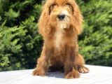 Red Cavapoo Bebekler Di̇zayn Irk