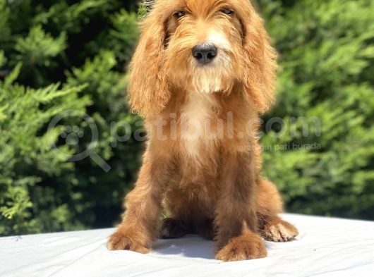 Red Cavapoo Bebekler Di̇zayn Irk görsel