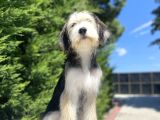 Özel Di̇zayn Irk Bernedoodle