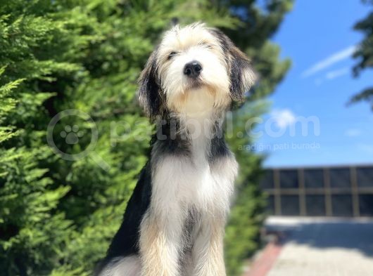 Özel Di̇zayn Irk Bernedoodle görsel