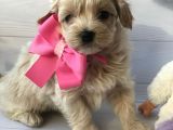 Dizayn Irk Sevimli Maltipoo Yavrular