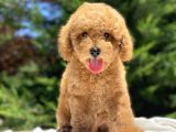Sevi̇mli̇ Poodle Yavrularimiz