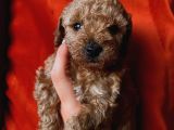 Erkek Toypoodle Bebi̇şler