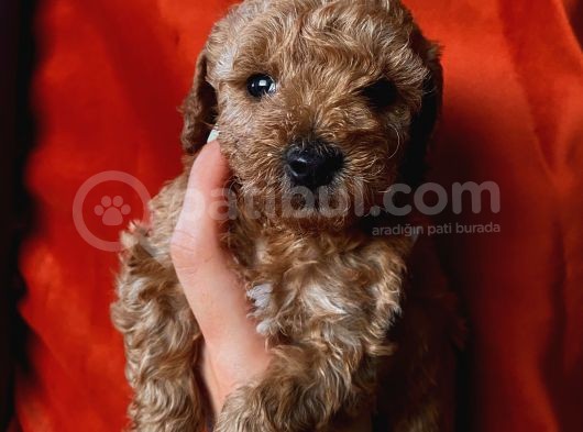 Erkek Toypoodle Bebi̇şler görsel