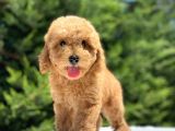 Sevi̇mli̇ Poodle Yavrularimiz