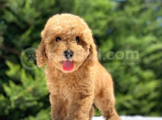 Sevi̇mli̇ Poodle Yavrularimiz