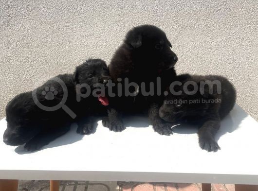 Mükemmel Ötesi̇ Black Soli̇dler Hazir görsel